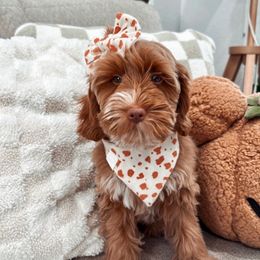 Starfish - Caramel female Australian Labradoodle puppy in Palmdale, California from Doodles_Ko