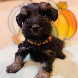 Black and silver 1 - Black and silver female Miniature Schnauzer puppy in Malvern, Arkansas from Deep South Miniature Schnauzers