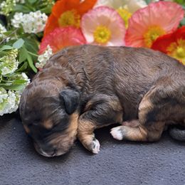 Bernedoodle Puppies from Creekside Doodles