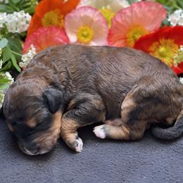 Bernedoodle Puppies from Creekside Doodles