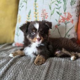 Hershey - Red male Miniature Australian Shepherd puppy in Killen, Alabama from Wilkers Wholehearted Mini Aussies