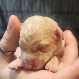 Carol of the Bells - Cream female Aussiedoodle puppy in Powder Springs, Georgia from My Classy Doodles