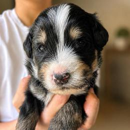 Jamiroquai - Tri-color male Bernedoodle puppy in Little Rock, Arkansas from Darlin’s Doodles