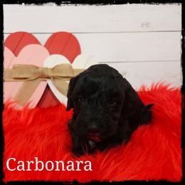 Carbonara - Black and white female Sheepadoodle puppy in Farley, Iowa from Iowa's Doodle Co.