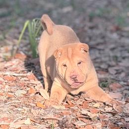 Darcy - Red sable female Chinese Shar-Pei puppy in Lehigh Acres, Florida from Florida Wrinkles