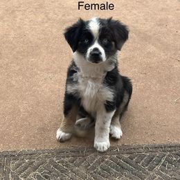 Teeter-Dark Purple - Black Australian Shepherd puppy in Guthrie, Oklahoma from Robertson’s Aussies