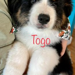 Boy 2 - Black tri-color Australian Shepherd puppy in Virginia from Spirit Aussies