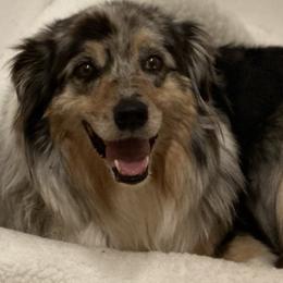 Ella - Australian Shepherd