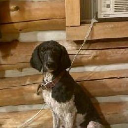 Poodles from Peterson's Poodles