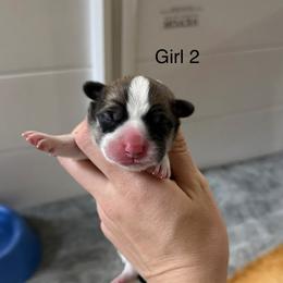 Female 2 - Red female Pembroke Welsh Corgi puppy in Waverly, Iowa from Kindred Corgis