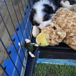 Australian Shepherd Puppies from Beacon Hill Aussies