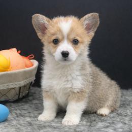 Benny - Sable and white male American Corgi puppy in Missouri from Country Legends Aussies & Corgis
