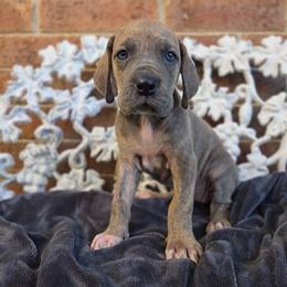 Minerva - Blue brindle female Great Dane puppy in Arlington, Texas from Scoober Danes