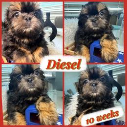 Diesel - Black and tan male Shih Tzu puppy in Seattle, Washington from Shih Tzu’s  ‘N’ Love