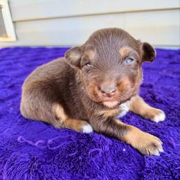 Layla - Red tri-color female Australian Shepherd puppy in Charlotte, North Carolina from Awesome Aussies