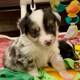 BRUSHY CREEKS GUS - Blue merle male Toy Australian Shepherd puppy in Red Oak, Texas from Brushy Creek Aussies & Mini Aussies