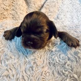 Bee - Brown and tan female Cocker Spaniel puppy in Camp Douglas, Wisconsin from Bluff Country Cockers