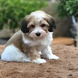 Cavachon, Cavalier King Charles Spaniel, Cavapoo, and Havanese Puppies from Peaks Pups & Cavachon Love Chocolate Cavaliers, Cavaliers, Cavachon’s, Cavapoos & Havanese