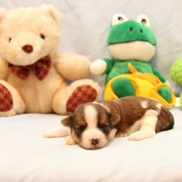 AKC Female 4 - Chocolate female Havanese puppy in South Carolina from Premier Havanese Dogs