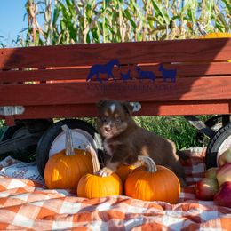 Miniature Australian Shepherd and Toy Australian Shepherd Puppies from Garretts Green Acres