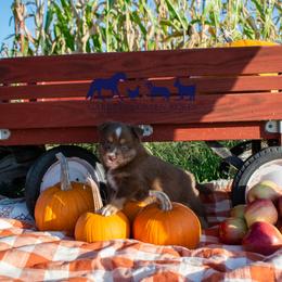 Miniature Australian Shepherd and Toy Australian Shepherd Puppies from Garretts Green Acres