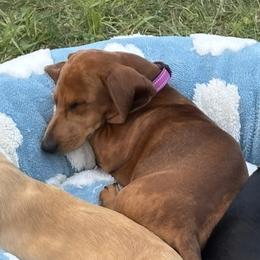 Lela - Dachshund