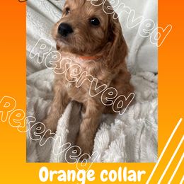 Cavapoo and Poodle Puppies from Cara Howell