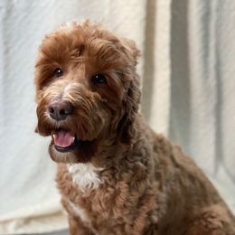 Peaches - Australian Labradoodle