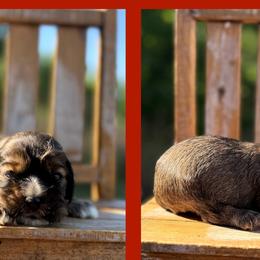 Mario - Sable male Cocker Spaniel puppy in Clinton, Oklahoma from Enchanted Spaniels