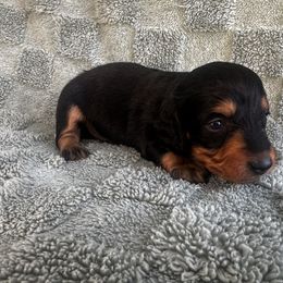 Sarge - Black and tan male Dachshund puppy in Brandon, Florida from Knights Dachshunds