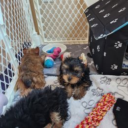 Yorkshire Terrier Puppies from Little Yorkie World Texas