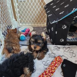 Yorkshire Terrier Puppies from Little Yorkie World Texas