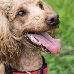 Reba - Poodle