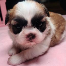 Girl 2 - Sable and white female Shih Tzu puppy in Belleville, Michigan from Patricia's Heavenly Earth Angels