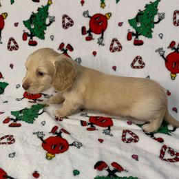 Boy 2 - Cream male Dachshund puppy in Vinton, Iowa from Lerch Family Dachshunds