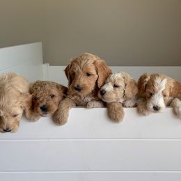 Goldendoodle Puppies from Peach Blossom Pups