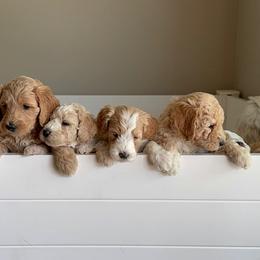 Goldendoodle Puppies from Peach Blossom Pups