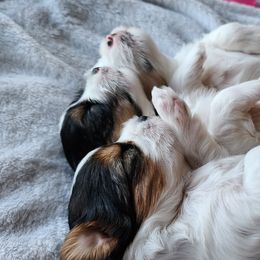 Biewer Terrier and Yorkshire Terrier Puppies from 1.StarDreamPups