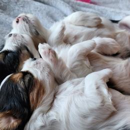 Biewer Terrier and Yorkshire Terrier Puppies from 1.StarDreamPups