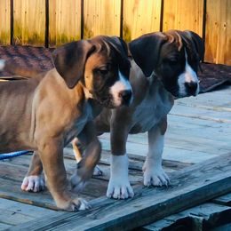 Boerboel Puppies from Dynasty Blue Ridge Boerboel