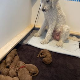 Labradoodle Puppies from Ruby Doo’s Doodles