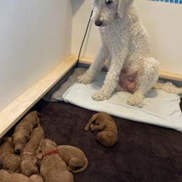 Labradoodle Puppies from Ruby Doo’s Doodles