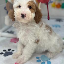 Violet - Parti female Goldendoodle puppy in Yuciapa, California from AlltheDoodlez_