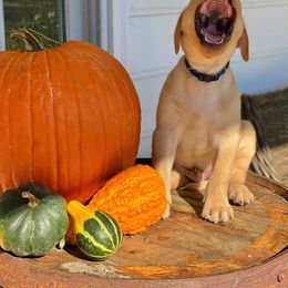 Labrador Retriever Puppies from Green Acres Labradors