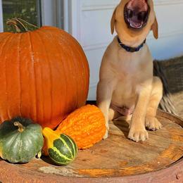 Labrador Retriever Puppies from Green Acres Labradors