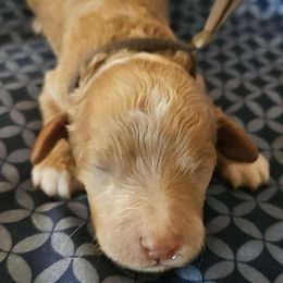 Rubble- paw patrol - Caramel red male Labradoodle puppy in Phelan, California from Family Doodles