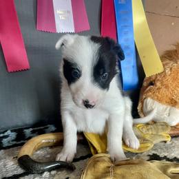 Asa - Black and white female Border Collie puppy in Aledo, Illinois from Claycreek Ranch