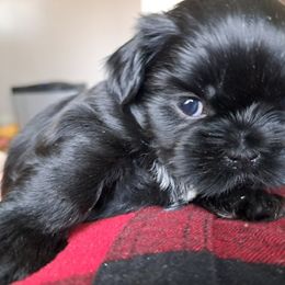 Shih Tzu Puppies from Tami's Shih Tzus