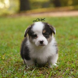 French Bulldog and Pembroke Welsh Corgi Puppies from Little Women's Frenchies & Corgis