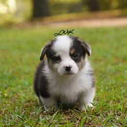 French Bulldog and Pembroke Welsh Corgi Puppies from Little Women's Frenchies & Corgis